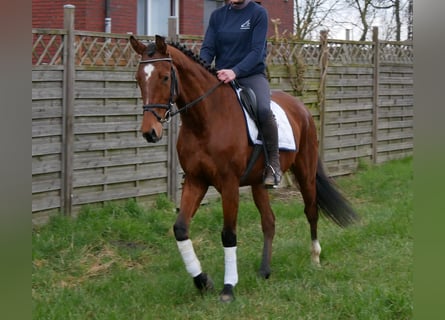 Meer warmbloeden, Ruin, 5 Jaar, 167 cm