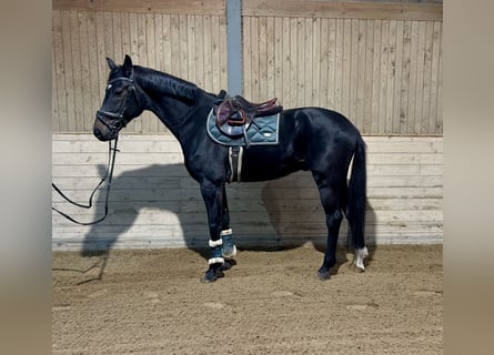 Meer warmbloeden, Ruin, 5 Jaar, 167 cm, Zwart