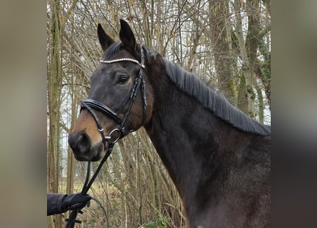 Meer warmbloeden, Ruin, 5 Jaar, 168 cm, Zwartbruin