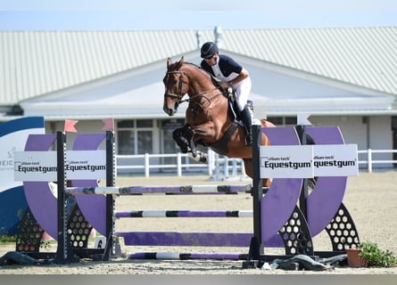 Meer warmbloeden, Ruin, 5 Jaar, 169 cm, Bruin