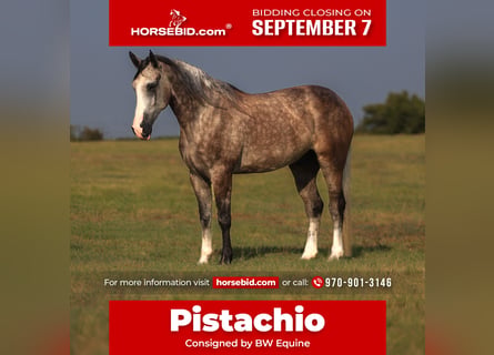 Meer warmbloeden, Ruin, 5 Jaar, Schimmel