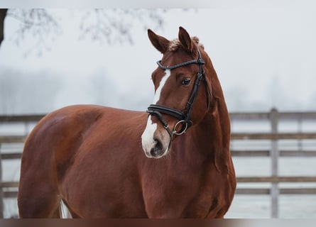 Meer warmbloeden, Ruin, 6 Jaar, 153 cm, Vos