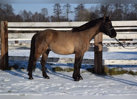 Meer warmbloeden, Ruin, 6 Jaar, 156 cm, Buckskin