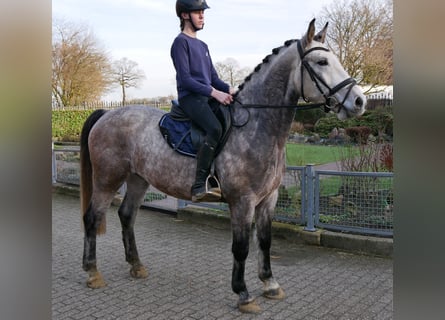 Meer warmbloeden, Ruin, 6 Jaar, 158 cm, Appelschimmel