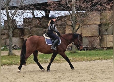 Meer warmbloeden, Ruin, 6 Jaar, 159 cm, Bruin