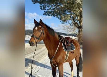 Meer warmbloeden, Ruin, 6 Jaar, 160 cm, Bruin