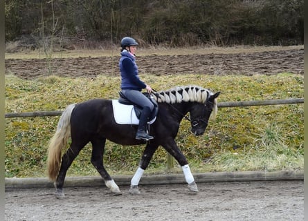 Meer warmbloeden, Ruin, 6 Jaar, 160 cm