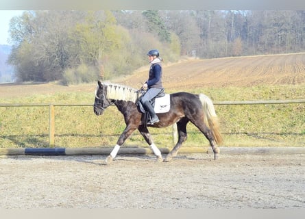 Meer warmbloeden, Ruin, 6 Jaar, 160 cm