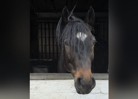 Meer warmbloeden, Ruin, 6 Jaar, 161 cm, Donkerbruin