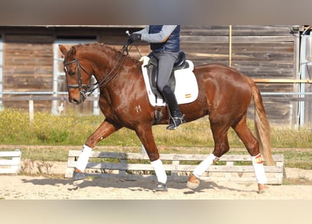 Meer warmbloeden, Ruin, 6 Jaar, 166 cm, Donkere-vos