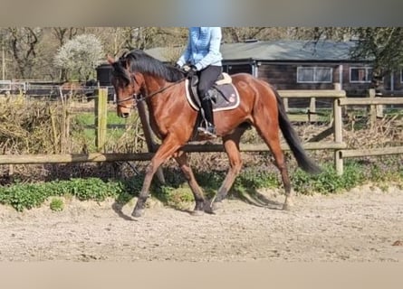 Meer warmbloeden, Ruin, 6 Jaar, 168 cm, Bruin