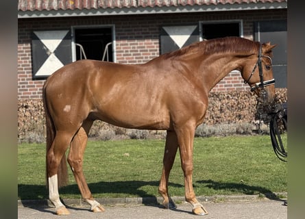 Meer warmbloeden, Ruin, 6 Jaar, 169 cm, Donkere-vos