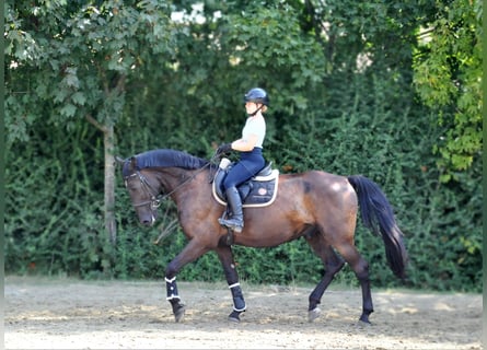 Meer warmbloeden, Ruin, 6 Jaar, Donkerbruin