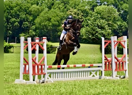 Meer warmbloeden, Ruin, 6 Jaar, Roodbruin