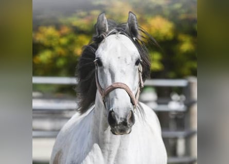 Meer warmbloeden, Ruin, 7 Jaar, 160 cm, Appelschimmel