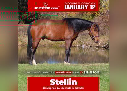 Meer warmbloeden, Ruin, 7 Jaar, 160 cm