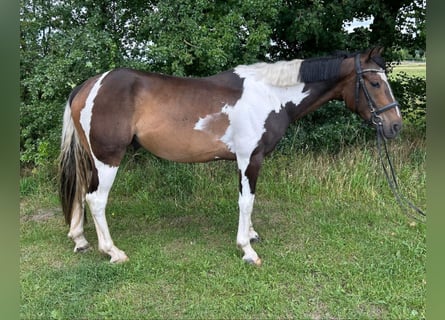 Meer warmbloeden, Ruin, 7 Jaar, 162 cm, Gevlekt-paard
