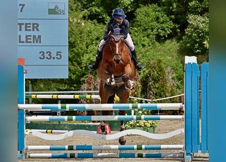 Meer warmbloeden, Ruin, 7 Jaar, 165 cm, Bruin