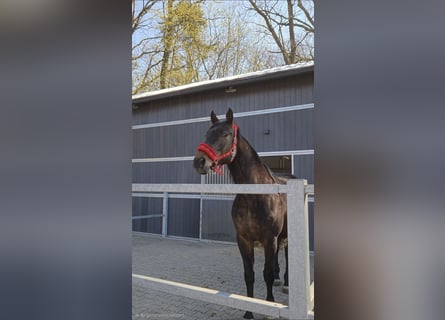 Meer warmbloeden, Ruin, 7 Jaar, 170 cm, Donkerbruin