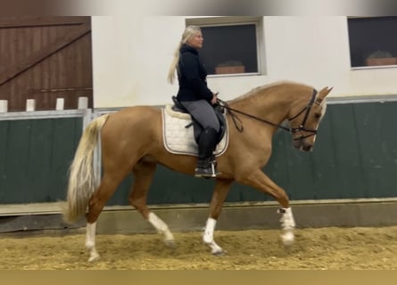 Meer warmbloeden, Ruin, 8 Jaar, 163 cm, Palomino