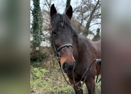 Meer warmbloeden, Ruin, 8 Jaar, 164 cm, Donkerbruin