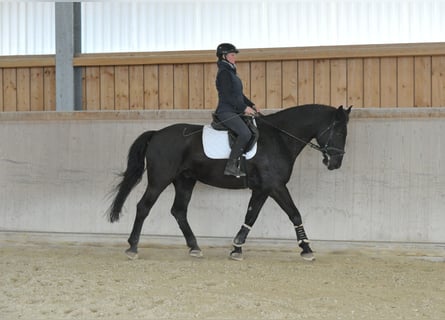 Meer warmbloeden, Ruin, 8 Jaar, 174 cm