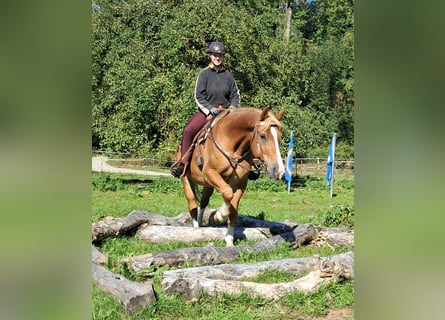 Meer warmbloeden, Ruin, 9 Jaar, 160 cm, Vos