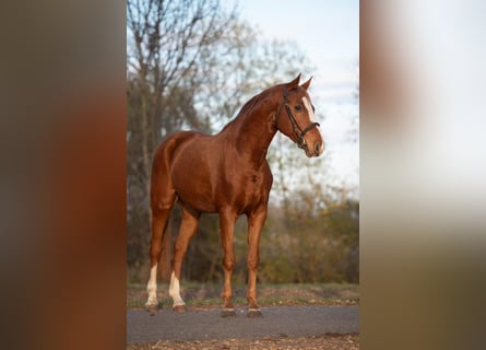 Meer warmbloeden, Ruin, 9 Jaar, 165 cm, Vos