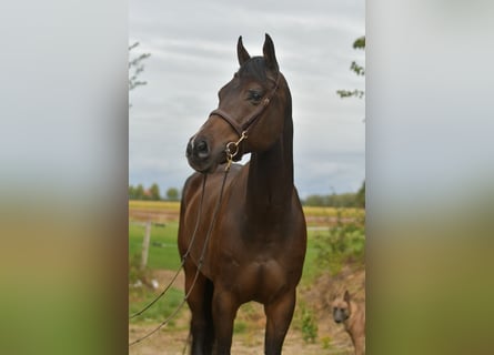 Meer warmbloeden, Ruin, 9 Jaar, 167 cm, Donkerbruin
