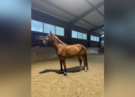 Meer warmbloeden, Ruin, 9 Jaar, 168 cm, Vos