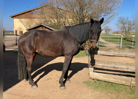 Meer warmbloeden, Ruin, 9 Jaar, 172 cm, Donkerbruin