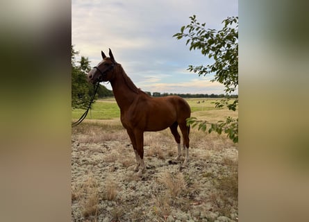 Meer warmbloeden, Ruin, 9 Jaar, 175 cm, Vos