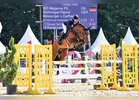 Oldenburger Springpaard, Hengst, 8 Jaar, 171 cm, Bruin