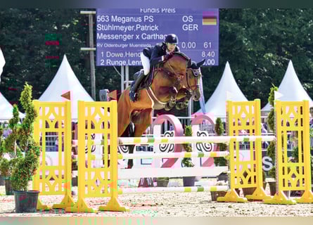 Oldenburger Springpferd, Ogier, 9 lat, 171 cm, Gniada