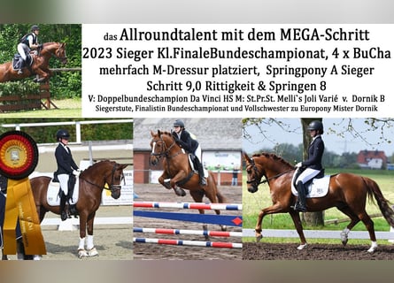 Pony tedesco, Stallone, 8 Anni, 147 cm, Sauro scuro