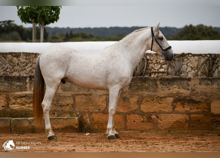Menorcaanse Mix, Hengst, 14 Jaar, 163 cm, Schimmel