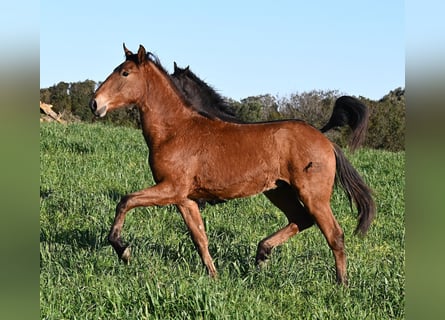 Menorcaanse Mix, Hengst, 1 Jaar, 168 cm, Bruin
