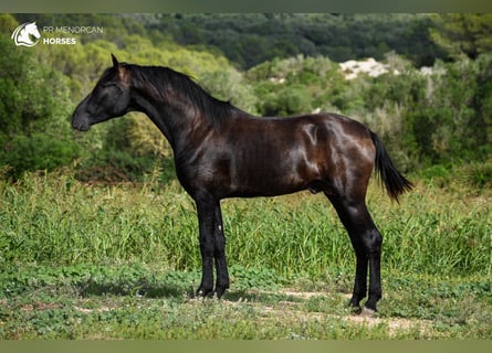 Menorcaanse, Hengst, 2 Jaar, 164 cm, Zwart