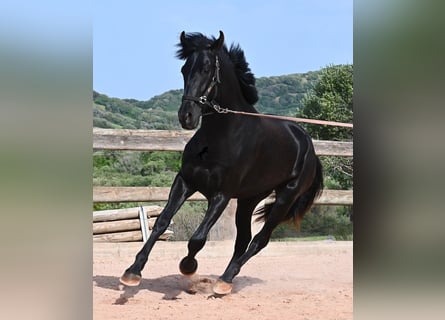 Menorcaanse, Hengst, 2 Jaar, 169 cm, Zwart