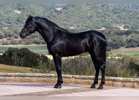 Menorcaanse, Hengst, 3 Jaar, 157 cm