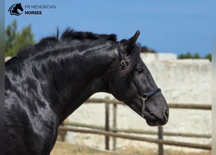 Menorcaanse, Hengst, 3 Jaar, 160 cm, Zwart