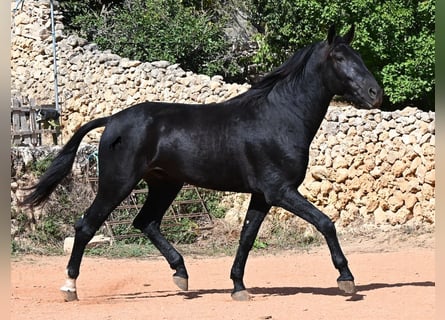 Menorcaanse, Hengst, 3 Jaar, 167 cm, Zwart