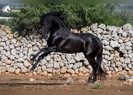 Menorcaanse, Hengst, 4 Jaar, 153 cm, Zwart