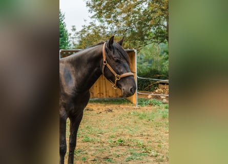 Menorcaanse, Hengst, 4 Jaar, 162 cm, Zwart