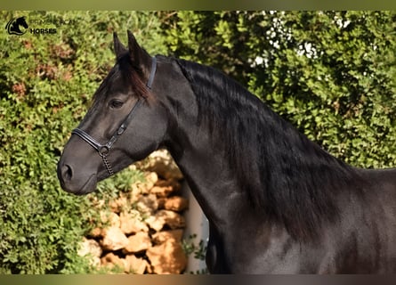 Menorcaanse, Hengst, 7 Jaar, 158 cm, Zwart