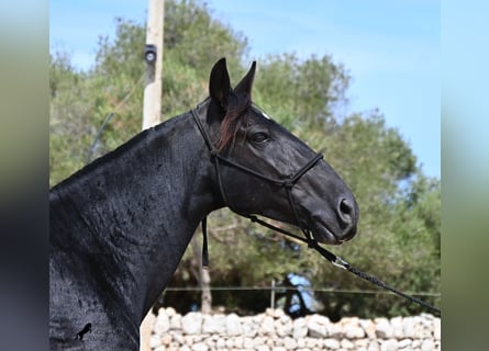 Menorcaanse, Merrie, 11 Jaar, 156 cm
