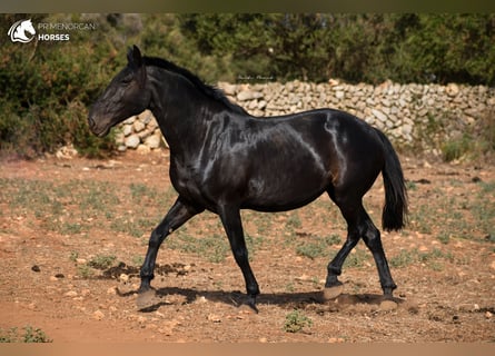 Menorcaanse, Merrie, 11 Jaar, 164 cm, Zwart