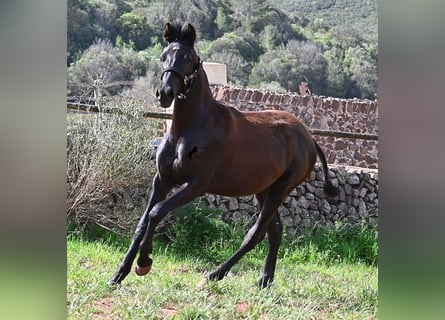 Menorcaanse, Merrie, 1 Jaar, 156 cm, Zwart