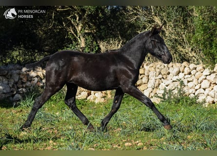 Menorcaanse, Merrie, 1 Jaar, 160 cm, Zwart