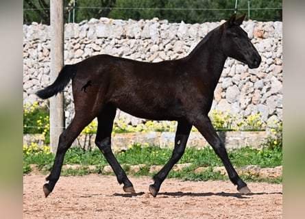 Menorcaanse, Merrie, 1 Jaar, 160 cm, Zwart